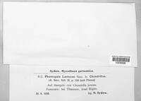 Phomopsis lactucae image